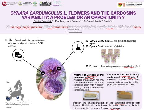 Poster Cynara cardunculus